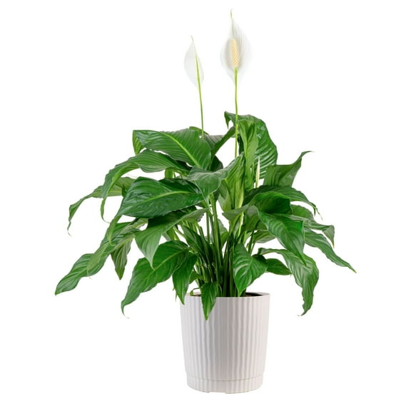 Plants with Benefits by Costa Farms 24" Peace Lily House Plant in 10" Decor Pot