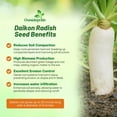 thumbnail image 3 of Outsidepride 5 lb. Daikon Radish AKA Chinese, Japanese, or Oriental Radish Cover Crop Seed, 3 of 5