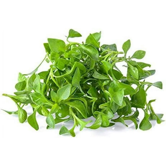 Curled Cress Seeds - 1 g Packet ~800 Seeds - Non-GMO, Heirloom, Sprouting Seeds for Growing Microgreens, Gardening Baby Salad Greens