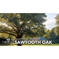 thumbnail image 2 of Sawtooth Oak | 30 Live Plants | Quercus Acutissima | Fast-Growing Shade Tree | Wildlife Habitat Landscaping, 2 of 6