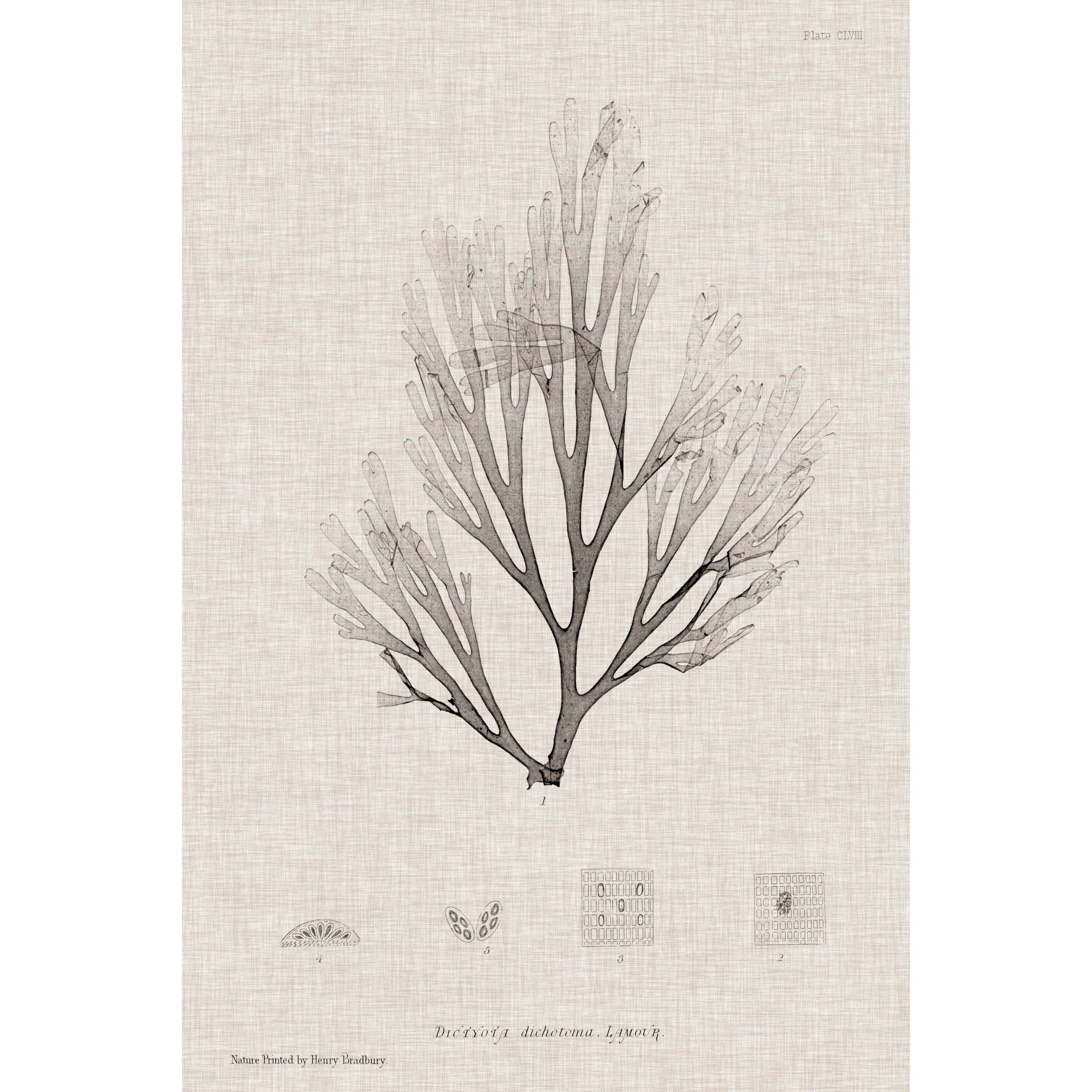 Marmont Hill "Linen Seaweed III" Painting Print on Wrapped Canvas