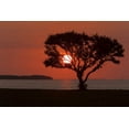 thumbnail image 2 of Kaveney, Wendy 24x17 White Modern Wood Framed Museum Art Print Titled - FL, Everglades NP, Tree silhouetted at sunrise, 2 of 4