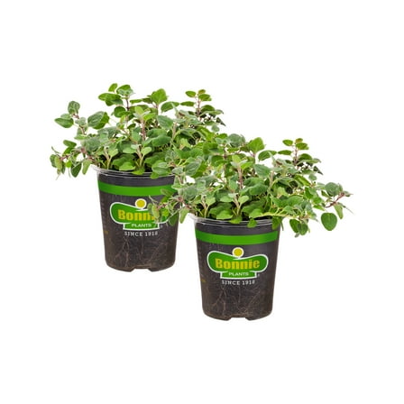 Bonnie Plants Greek Oregano 19.3 oz. 2-Pack