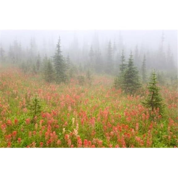 Posterazzi PDDCN02BJA0035 British Columbia Revelstoke Np Misty Meadow Poster Print by Jaynes Gallery - 26 x 17 in.