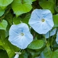 thumbnail image 2 of 30+Seeds| Ismay Morning Glory Seeds - Authentic Seeds ~ GMO Free ~ Flower seeds~ Vegetable seeds~ Asian Garden~ Herbs B5G1#F010, 2 of 5