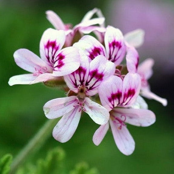 Citrosa Geranium Plant | Two Live Citronella Garden Plants | Non-GMO, Mosquito Repellent, Blooming, Edible