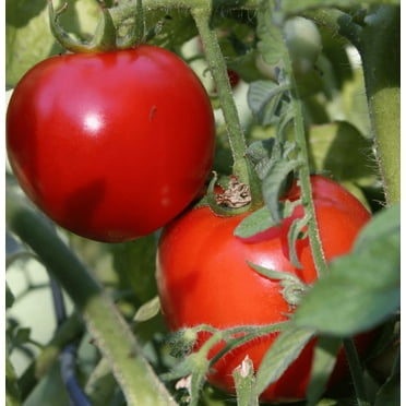 Early Girl Tomato Plant - Heavy Yields - 4" Pot