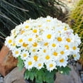 thumbnail image 4 of Expert Gardener 1 Quart White Mum Live Plants (4 Pack) with Grower Pots, 4 of 9