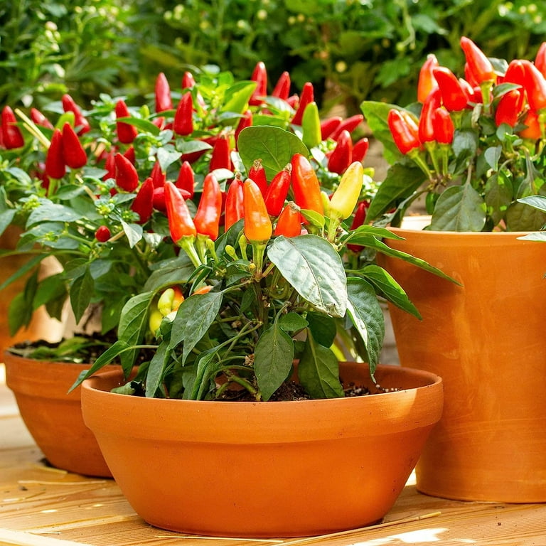 best fertilizers for peppers