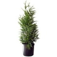 thumbnail image 3 of Green Giant Western Arborvitae, 3 of 7