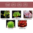thumbnail image 5 of Lámparas de luz para cultivo de plantas de 1/2/3/cabezas, luz de sol USB, iluminación roja y azul, luces Led para crecimiento de plantas, espectro completo BANYUO Hogar, 5 of 5