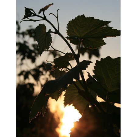 - LAMINATED POSTER Vine Grape Leaves Lobed Green Branch Serrated Poster Print 24 x 36
