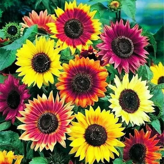 Sunflower Seeds for Planting (50 Seeds per Packet) - Easy to Grow a Diverse Sunflower Garden (Black Oil)