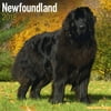 Newfoundland Calendar 2018 - Dog Breed Calendar - Wall Calendar 2017-2018