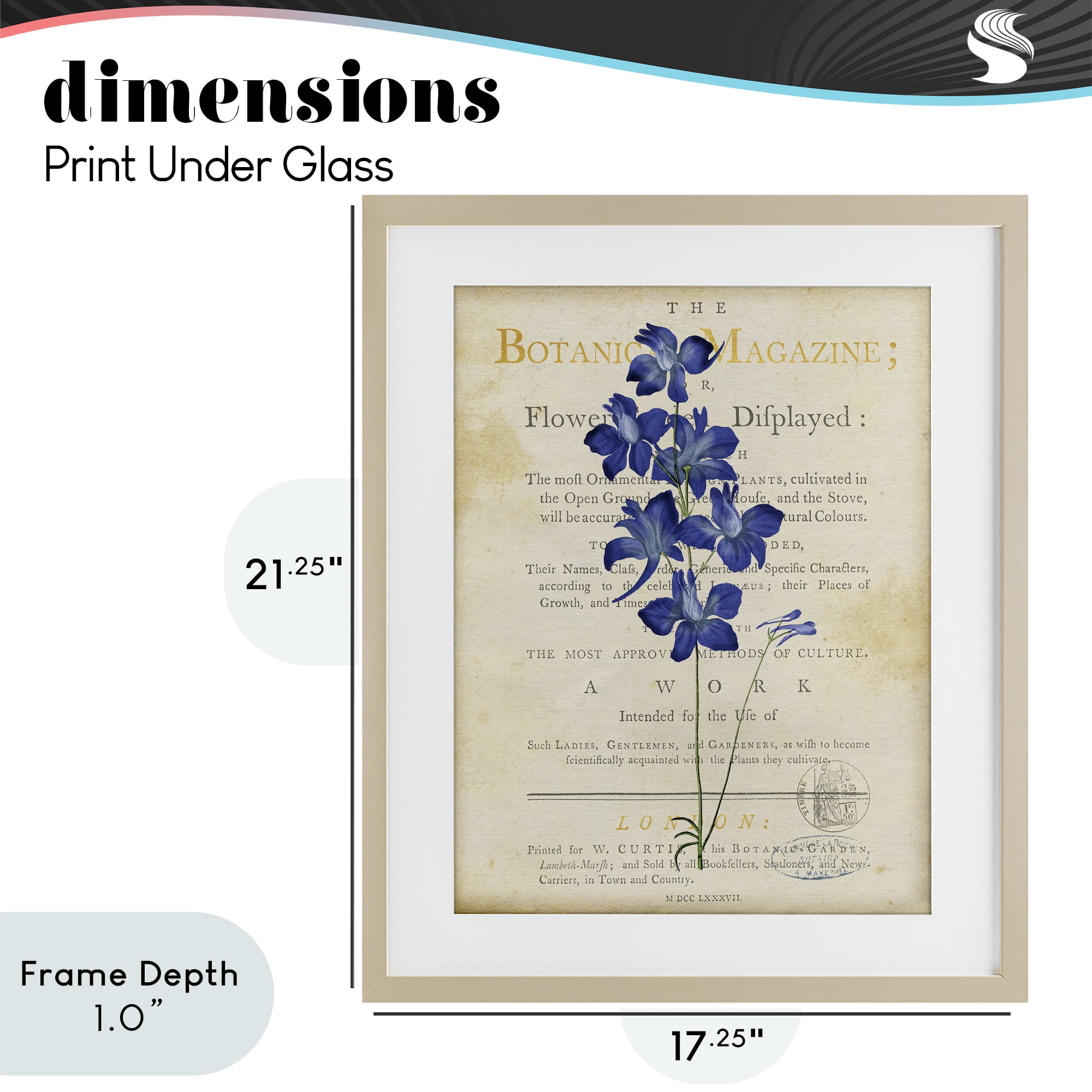 Stupell Industries Natural Botanic Garden Flower Birch Framed Print Under Glass, design by Susan Arnot