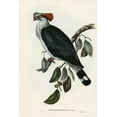 thumbnail image 2 of Gould, John 13x18 Gold Ornate Wood Framed with Double Matting Museum Art Print Titled - Top-Knot Pigeon-Lopholaimus Antarcticus, 2 of 4