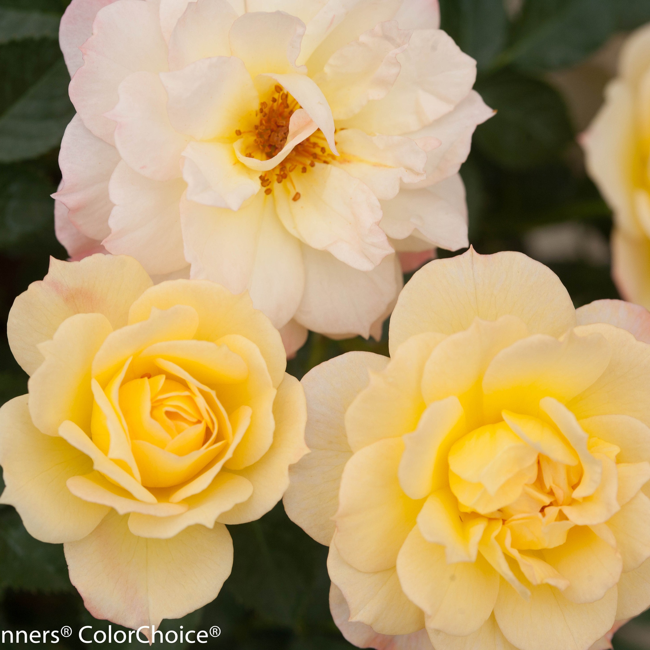 Proven Winners ColorChoice 5" Multicolor Oso Easy Italian Ice Rose Live Plant in 4.5" Pot (4 Count)