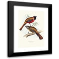 thumbnail image 1 of John Gould 13x18 Black Modern Framed Museum Art Print Titled - Temminck's Trog (1835-1838), 1 of 5