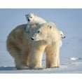 thumbnail image 2 of Tsui, Hung 24x20 White Modern Wood Framed Museum Art Print Titled - Mischievous Little Polar Bear, 2 of 4