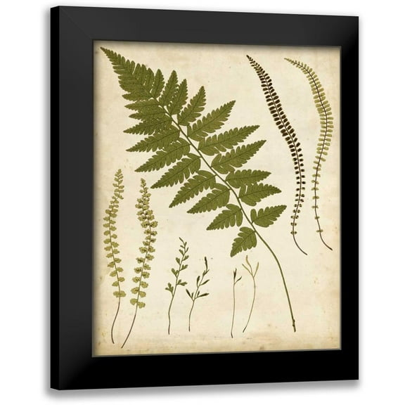 Heath, Francis G. 12x14 Black Modern Framed Museum Art Print Titled - Fern Portfolio II