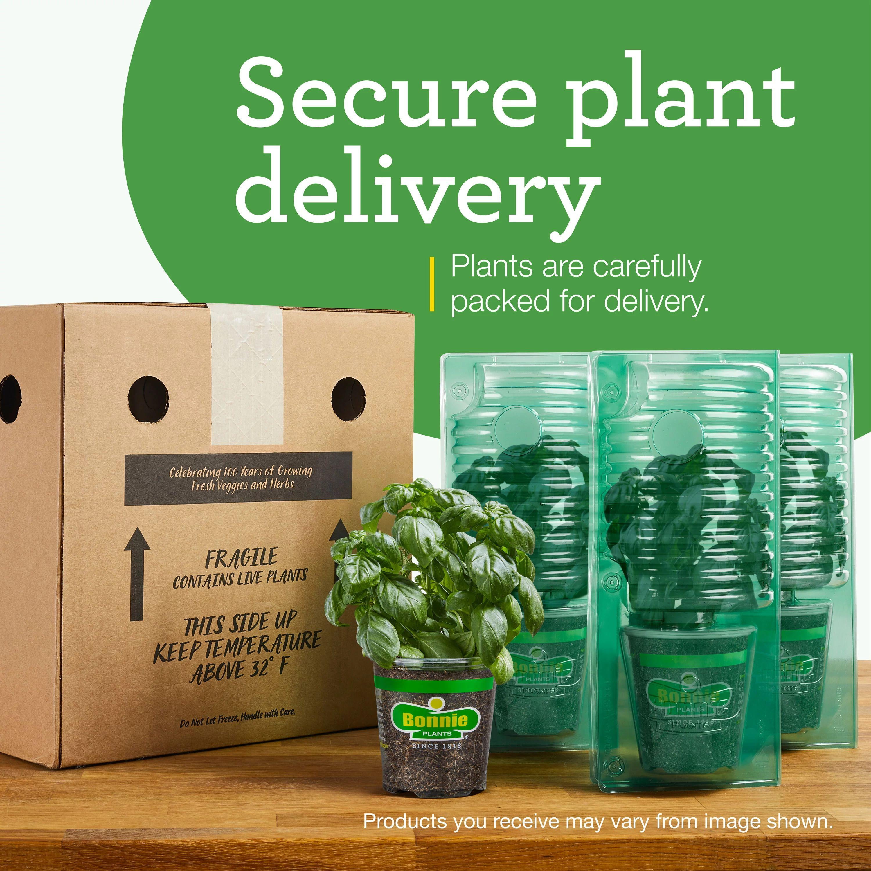 Bonnie Plants Genuwine Beefsteak Tomato 19.3oz. 2-Pack Live Plants