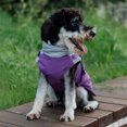 thumbnail image 4 of Lucoss Winter Dog Coat with integrated harness No Pull Cold Weather Waterproof Warm Fleece Back Zipper for Small & Medium Dog, 4 of 5