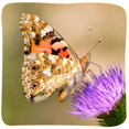 thumbnail image 4 of Insect Lore 2 vasos de orugas con alimento, 10 piezas, 4 of 6