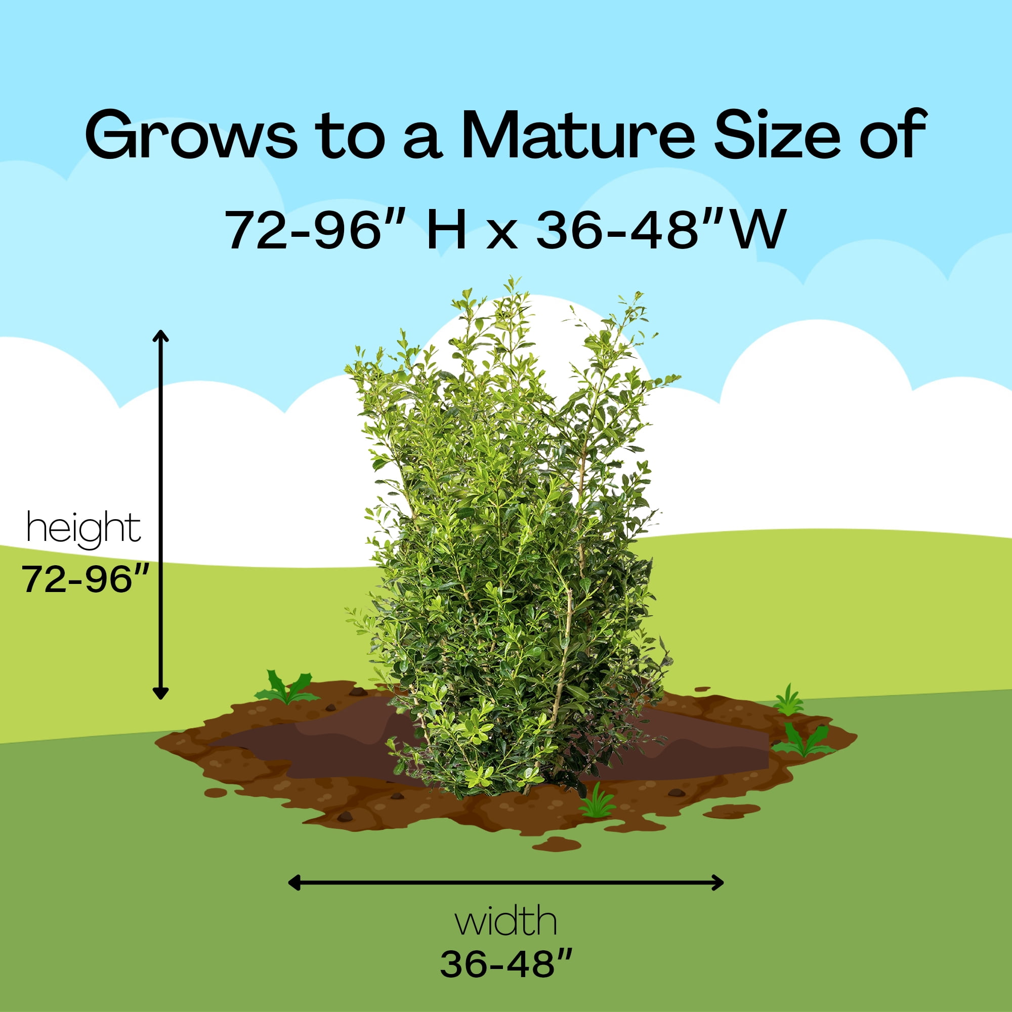 Better Boxwood Skylight Live Shrub (2 Gallon)