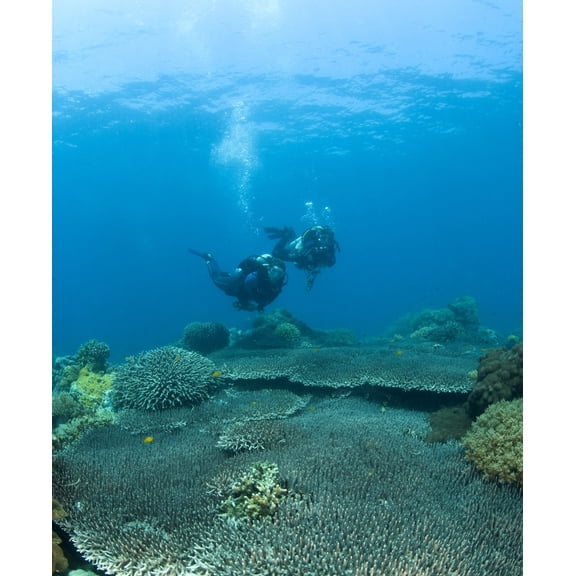 Apo Island Marine Park Philippines Asia Scuba Diver Canvas Art - Stuart Westmorland Design Pics (30 x 36)