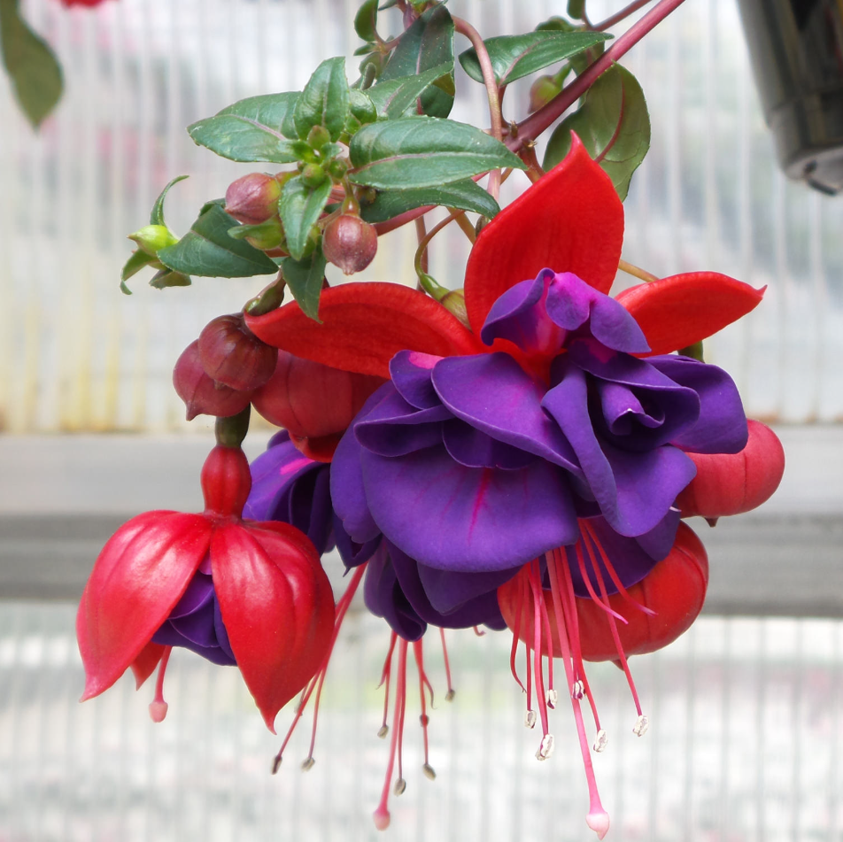 Fuchsia Dark Eyes Plant Live for Planting, 4-6 Inch Tall, Purple Flower Fuchsia Plant Indoor Outdoor Gardening, No Pot