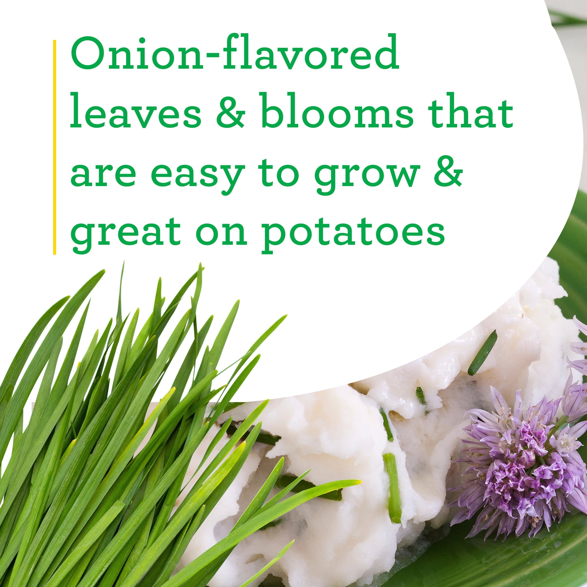 19.3 oz. 2-Pack Bonnie Plants Onion Chives