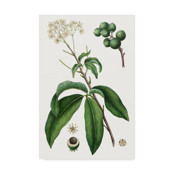 Trademark Fine Art 'Foliage & Blooms II' Canvas Art by Thomas Nuttall