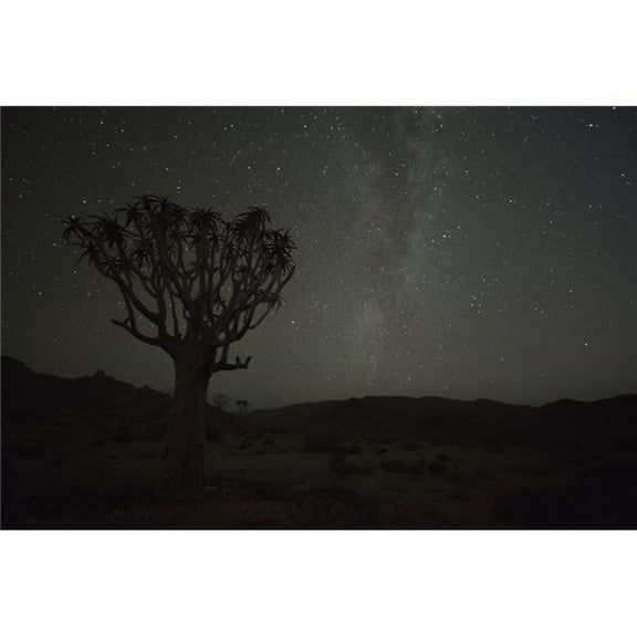 Kookerboom Tree with Milky Way Richtersveld National Park - South Africa Poster Print