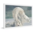 thumbnail image 2 of Marmont Hill "White Curled Horns" Framed Painting Print, 2 of 5