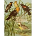 thumbnail image 2 of Christian Anton Goering 19x24 Gold Ornate Framed and Double Matted Museum Art Print Titled - The North American Vogelwelt Pl30 (1891), 2 of 4