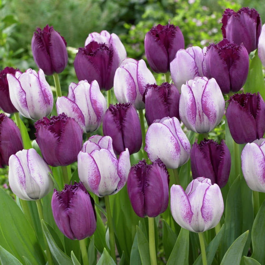 Van Zyverden Tulips Majestic Royal Blend Plant Bulbs (15 Count)