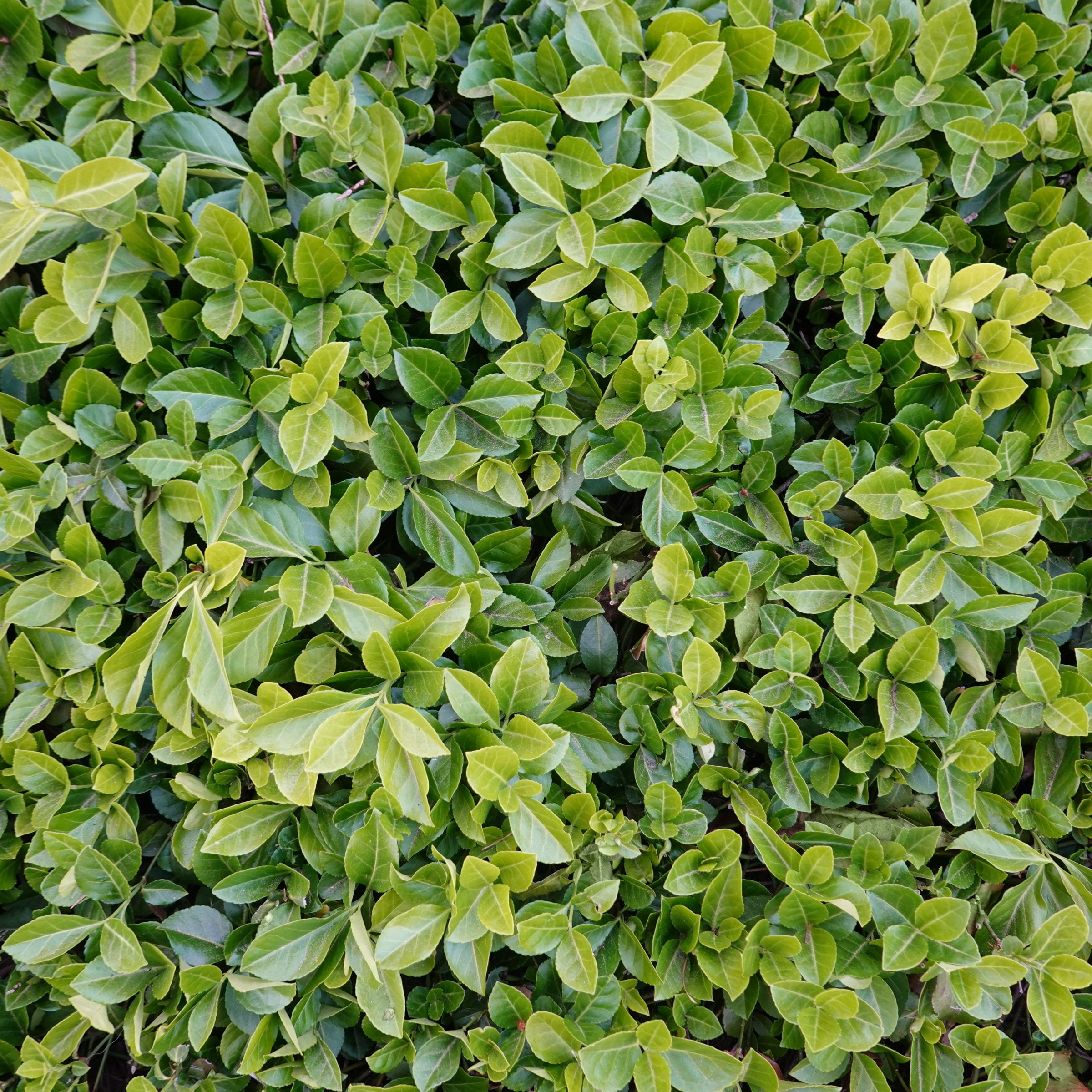 National Plant Network 1 gal Asiatic Jasmine Live Perennial Plant with White Flowers