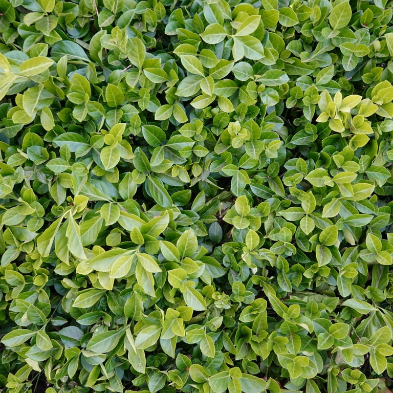 National Plant Network 1 gal Asiatic Jasmine Live Perennial Plant