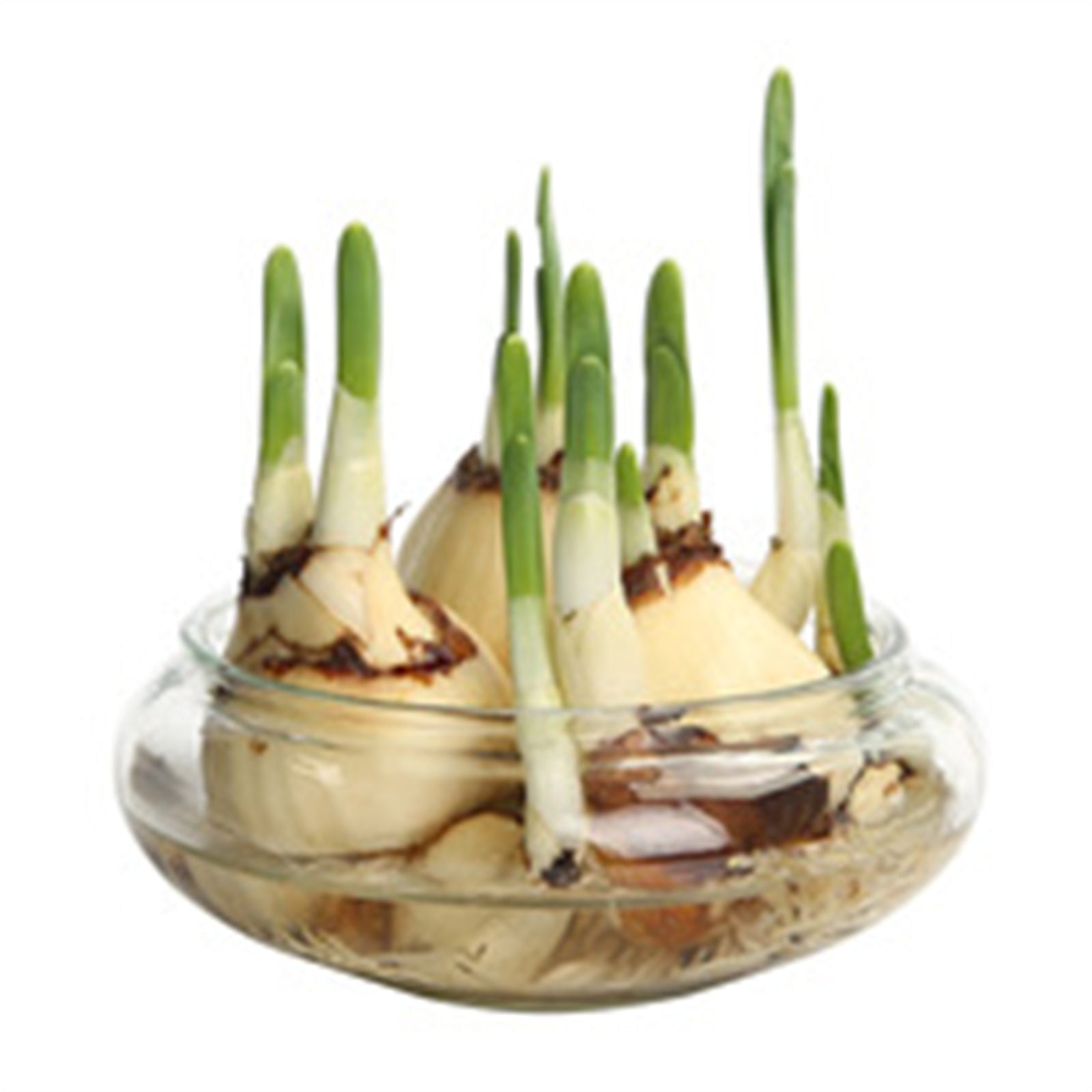 Lotus Bowl Planter Round Lotus Bowl Glass Lotus Flower Bowl 8 Inch Lotus Bowls For Planting In Water Indoors Applicable To Bonsai Bowl Lotus Flower Hydroponic Bowl Lotus Lotus Bowl Planter