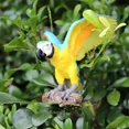 thumbnail image 3 of Figuras de acción de simulación de aves, animales, búho, flamenco, avestruz, loro, águila, guacamayo escarlata, pavo real, tucán, albatros, juguetes en miniatura, 3 of 5