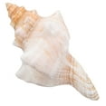 thumbnail image 5 of Giant Conch Shell Striped Decorative Vase Filler for and Photo Prop Multi, 5 of 7