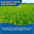 thumbnail image 3 of Lotus Foods Forbidden Black Rice, 15 OZ (Pack of 6), 3 of 25
