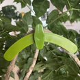 thumbnail image 5 of 5Pcs Adjustable Plant Branches Bender Fixator Reuseable Branch Puller Fixing Clamp Bonsai Modelling, 5 of 5