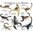 thumbnail image 3 of CafePress - Scorpions Of The World Mug - 11 oz Ceramic Mug - Novelty Coffee Tea Cup, 3 of 6