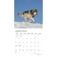 thumbnail image 3 of Magnificent Wolves | 2024 12x24" (Hanging) Wall Calendar | StarGifts, 3 of 9