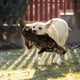 thumbnail image 4 of Juguetes chirriantes para perros Anself, juguetes para perros que muerden con fuerza, para perros pequeños, medianos y grandes, 4 of 6