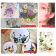 thumbnail image 4 of Yuarrent Juego de herramientas de flores secas, calcomanía de flores reales de maquillaje, materiales artesanales, etiqueta de espécimen prensado Decoración del hogar Blanco Yuarrent HA062473-01B, 4 of 6
