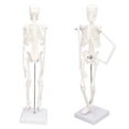 thumbnail image 4 of Human Bone Structure, PVC Material Lifelike Motion 45CM Detachable Skeleton Model With Metal Support Rod For Clinical Experiments For Teaching, 4 of 8