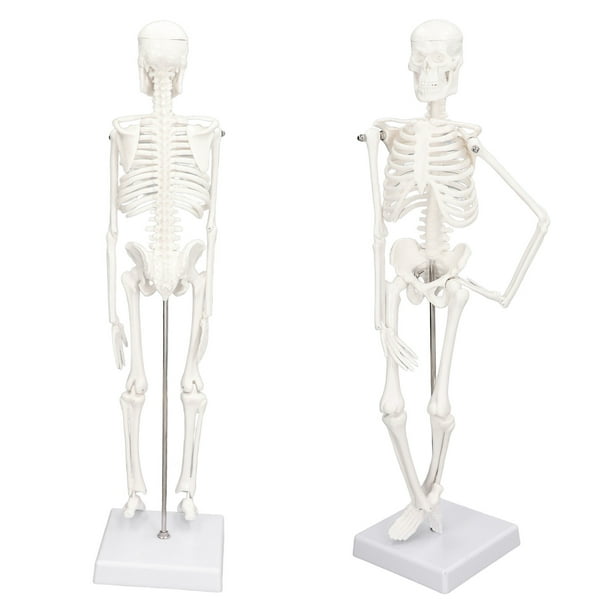 Apprentissage de l'anatomie du squelette