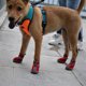 thumbnail image 4 of Botas transpirables antideslizantes para perros, zapatos de verano con suela suave para mascotas, ajuste seguro, diseño antideslizante para perros activos, protección para las patas, paquete, 4 of 7